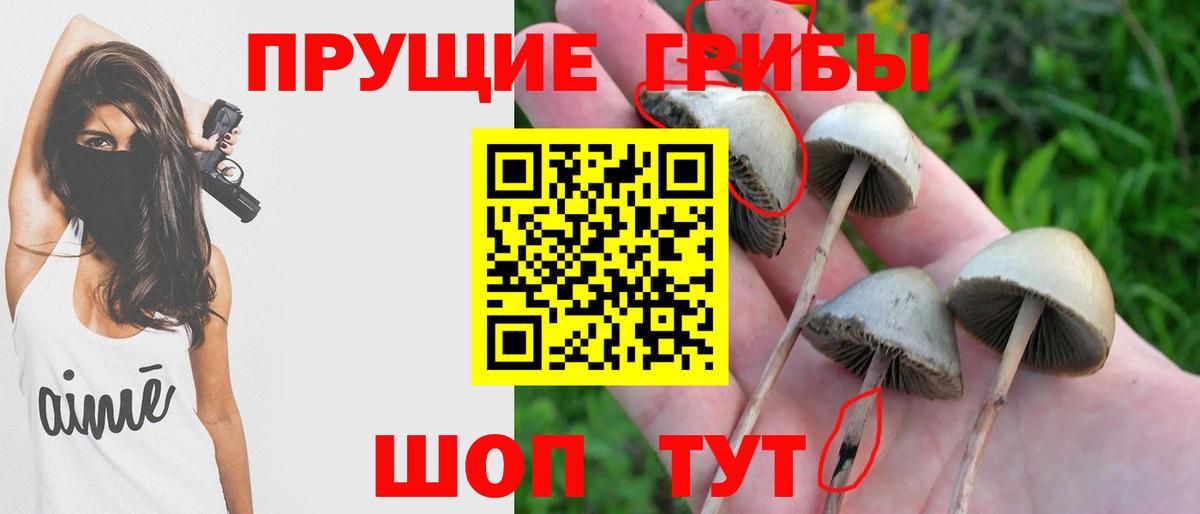 Галлюциногенные грибы Psilocybine cubensis  Вход с VPN  Белогорск  где купить наркотик  Псилоцибиновые грибы GOLDEN TEACHER 